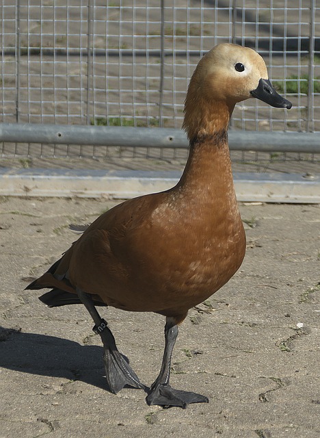 赛季西甲联